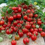 Potagères - Tomate Cerise  - face recto